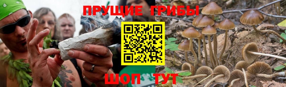 Галлюциногенные грибы Psilocybe Кулебаки
